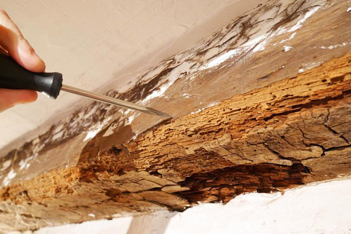 Pour confirmer une impression visuelle de la présence de termites